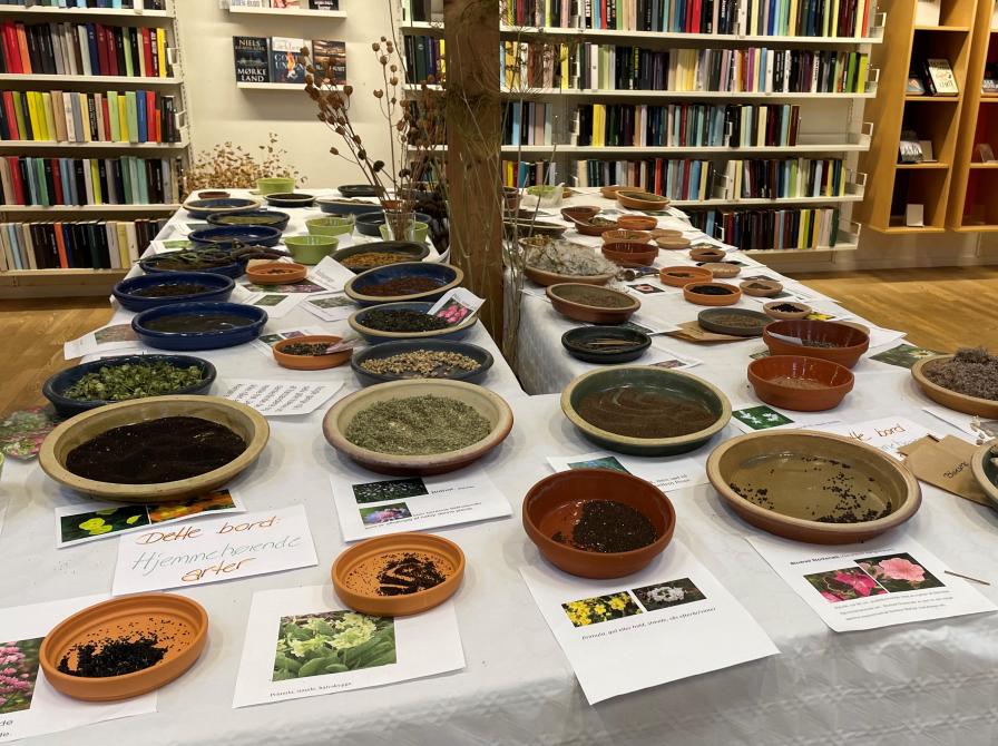 Frø i skåle på et bord.